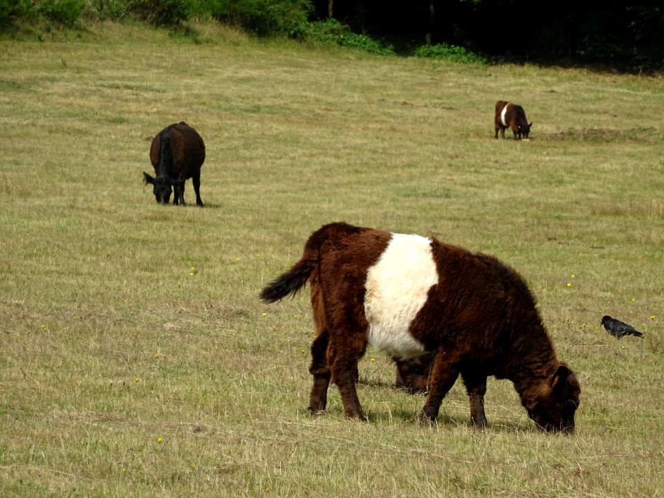 Veaux bicolores, de race Galloway, une race bovine écossai… 