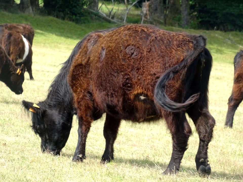 Des vaches à longs poils brun noir, (race Galloway = race … 