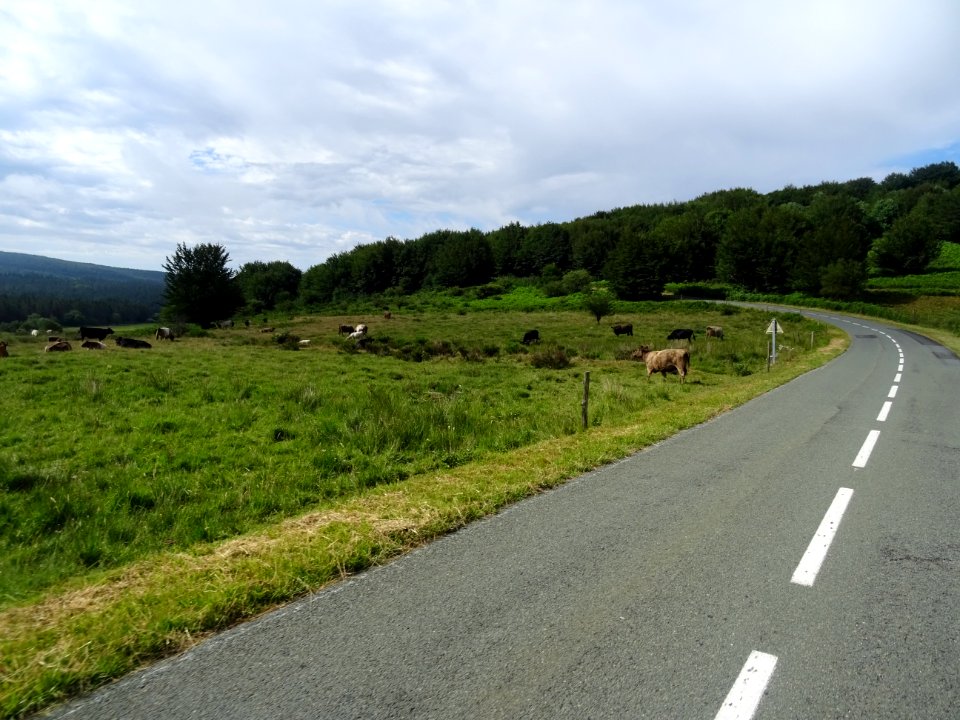 Vaches et veaux au pré, dans les Monts du Somail, vers Le … 