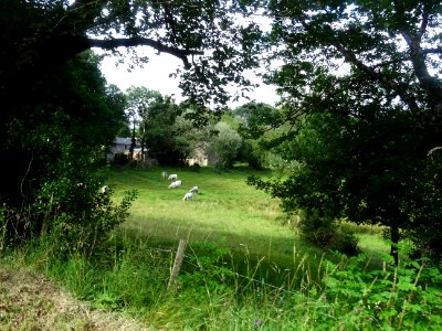 Des vaches au pré, entre Fraysse-sur-Agout et le col du Tr… 