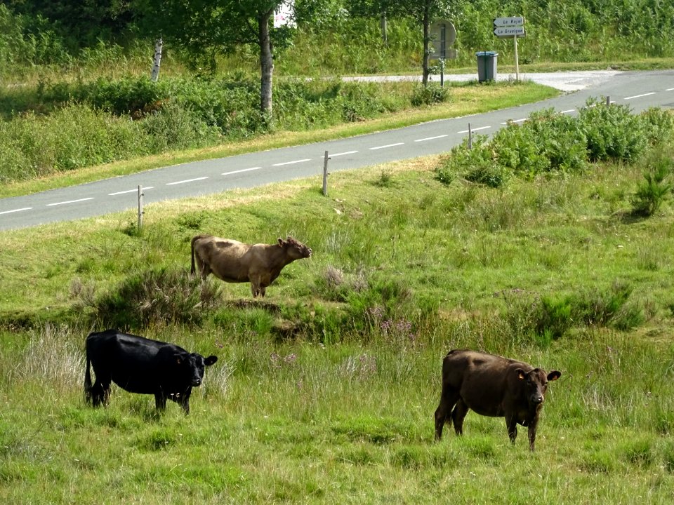 Veaux au pré, dans les Monts du Somail, vers Le Rajal et L… 