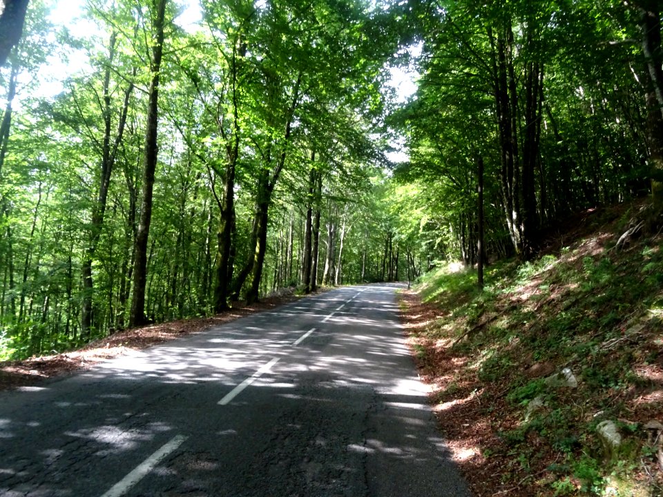 Montée au Col de la Bane, en traversant une belle hêtraie,… 