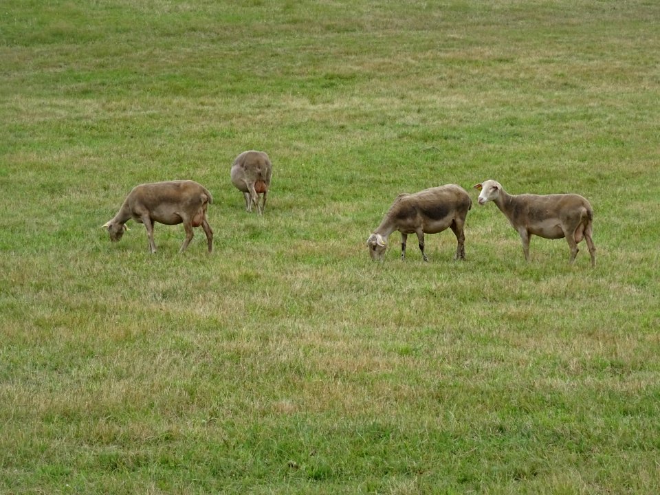 Des brebis de la race Lacaune, dans la descente du Col de … 