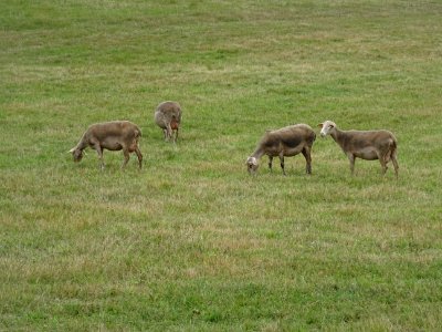 Des brebis de la race Lacaune, dans la descente du Col de … 