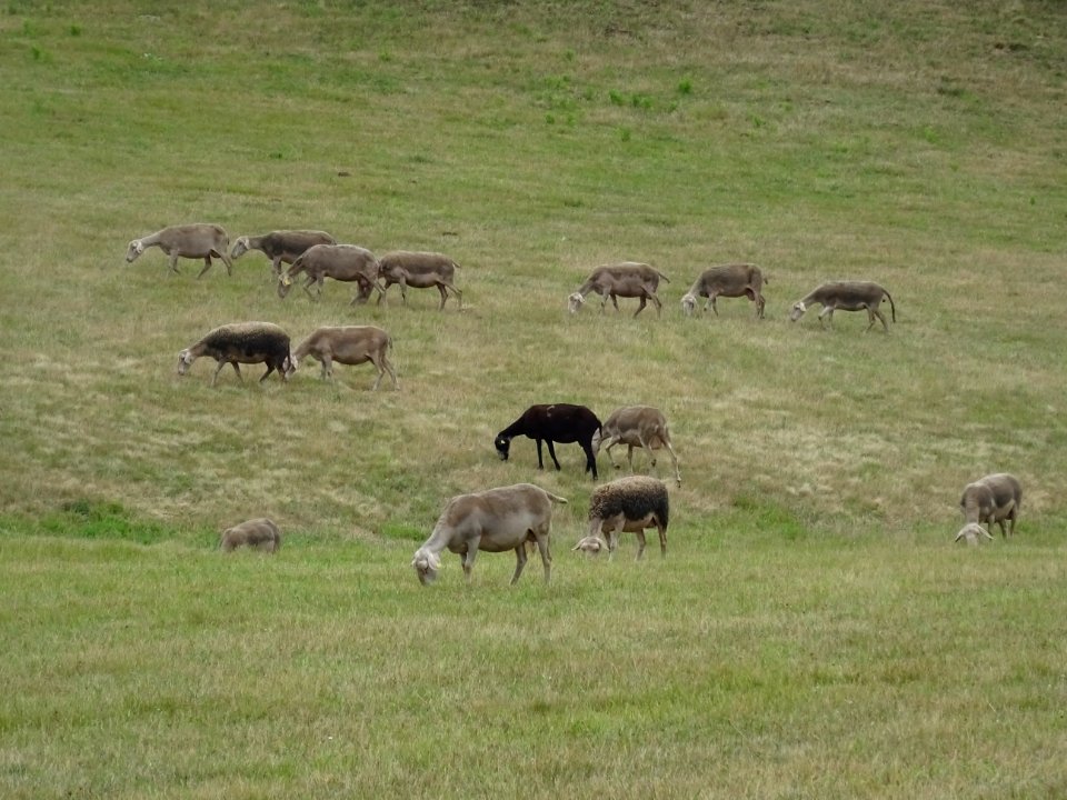 Des brebis de la race Lacaune, dans la descente du Col de … 