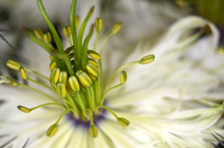 Nigella damascena close up blossom photo