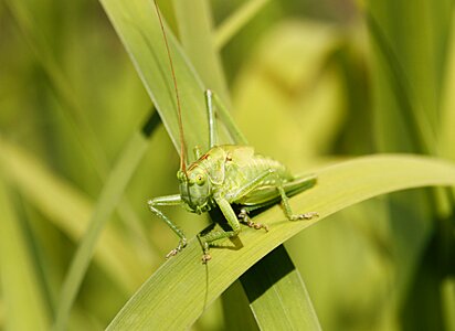 Insect macro tiefenschärfe