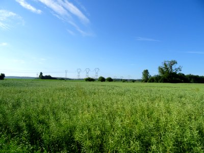 Raccourci à travers champs, Marcoussis, Essonne 