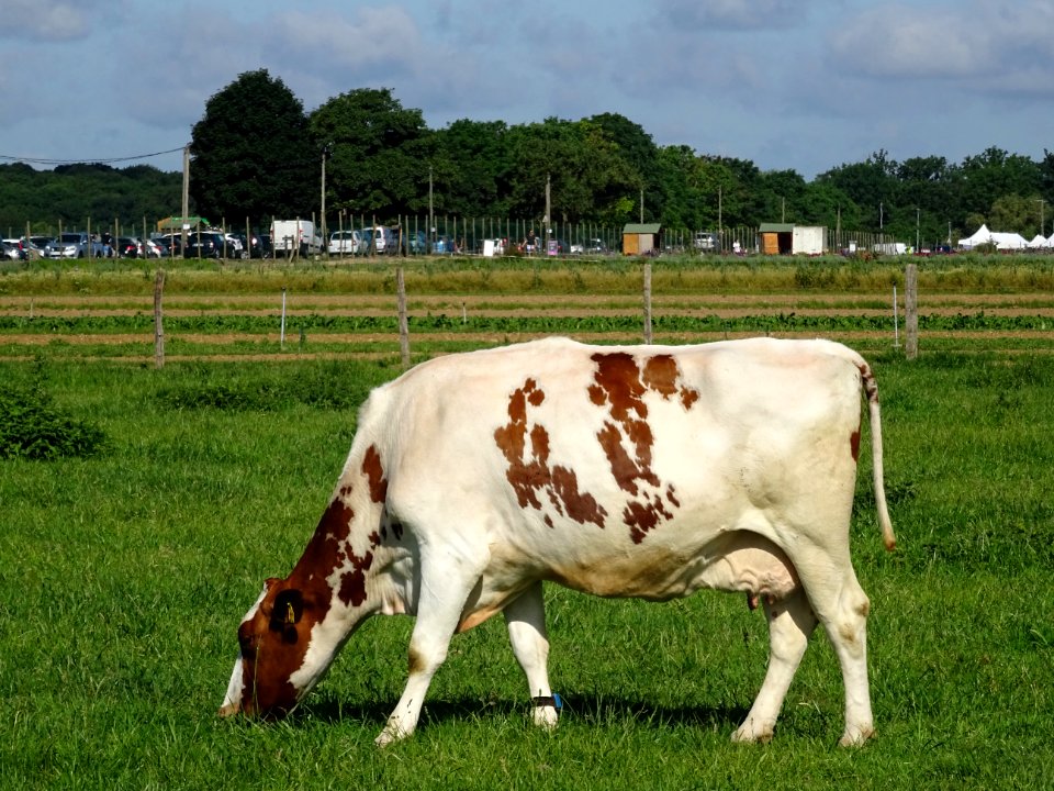Une vache près de la ferme de Viltain, limite Yvelines et … 