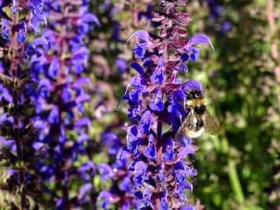 Une abeille sur une Sauge des prés, Salvia pratensis, Lami… 