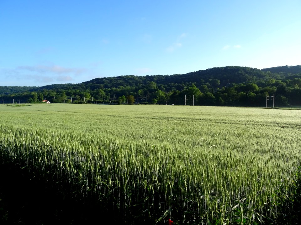 Champ de blé, entre Bièvres et Igny, Essonne 