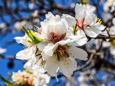 Stamens almond nature