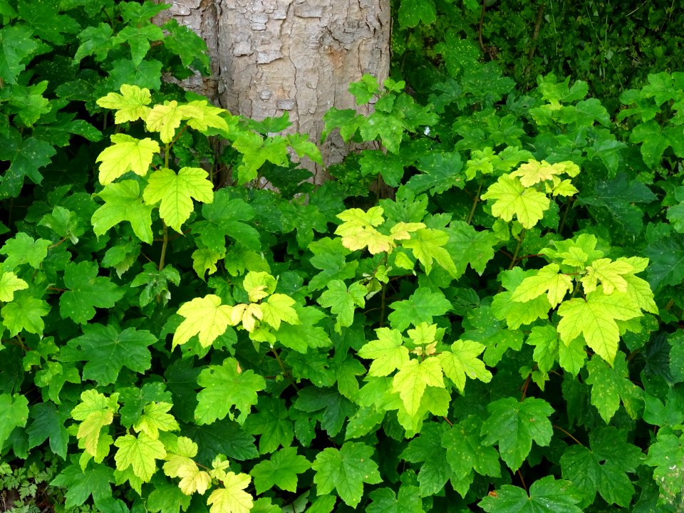 Jeunes feuilles d'érable , parc du château d'Ecouen, Ecoue… 