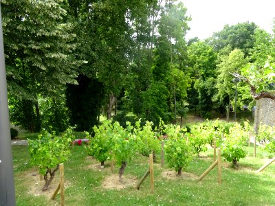 Vignes dans le terrain en pente non loin de l'église Saint… 