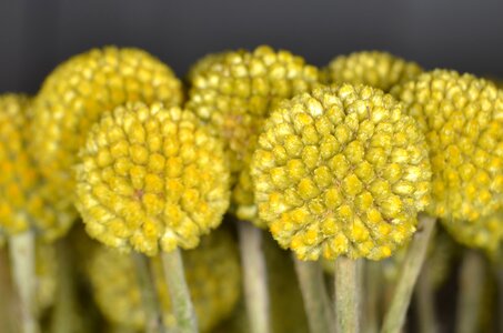 Yellow ball flowers photo