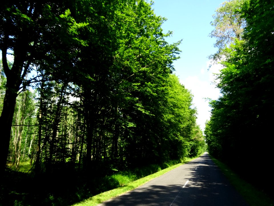 Forêt domaniale de Villefermoy, Seine-et-Marne 