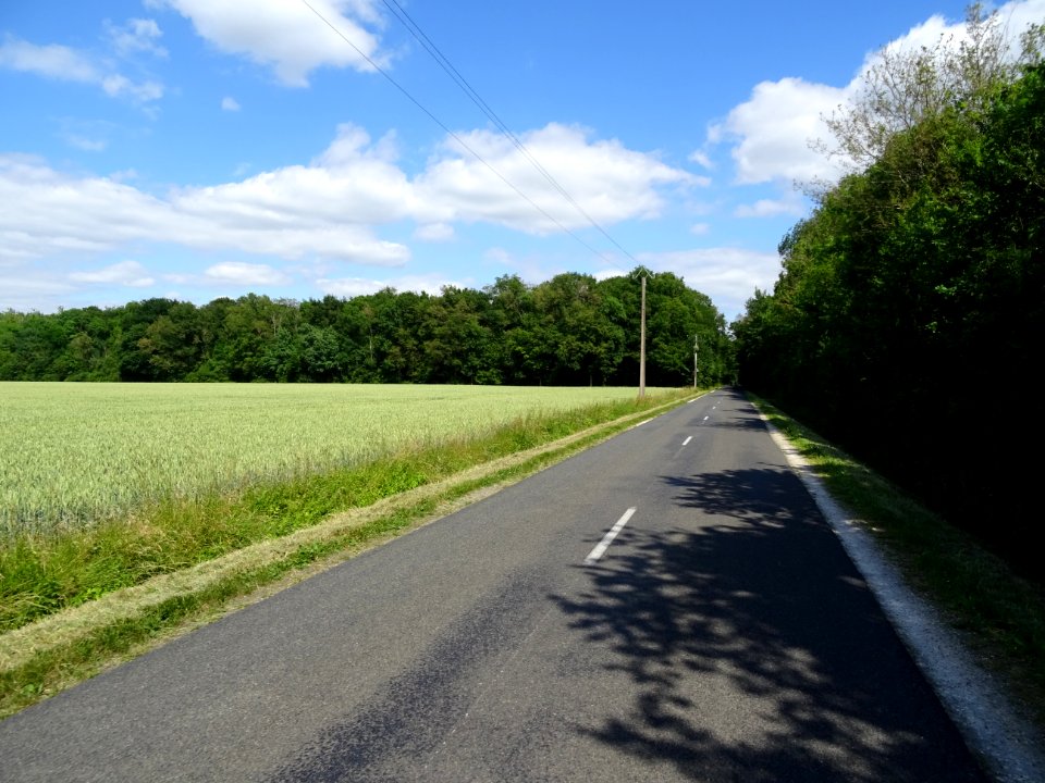 Champ de blé, après les Ecrennes, Seine-et-Marne 