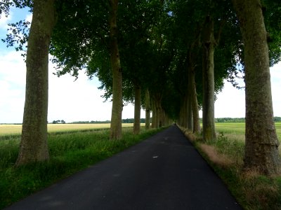 Route D215 bordée de platanes avant d'arriver au château d… 