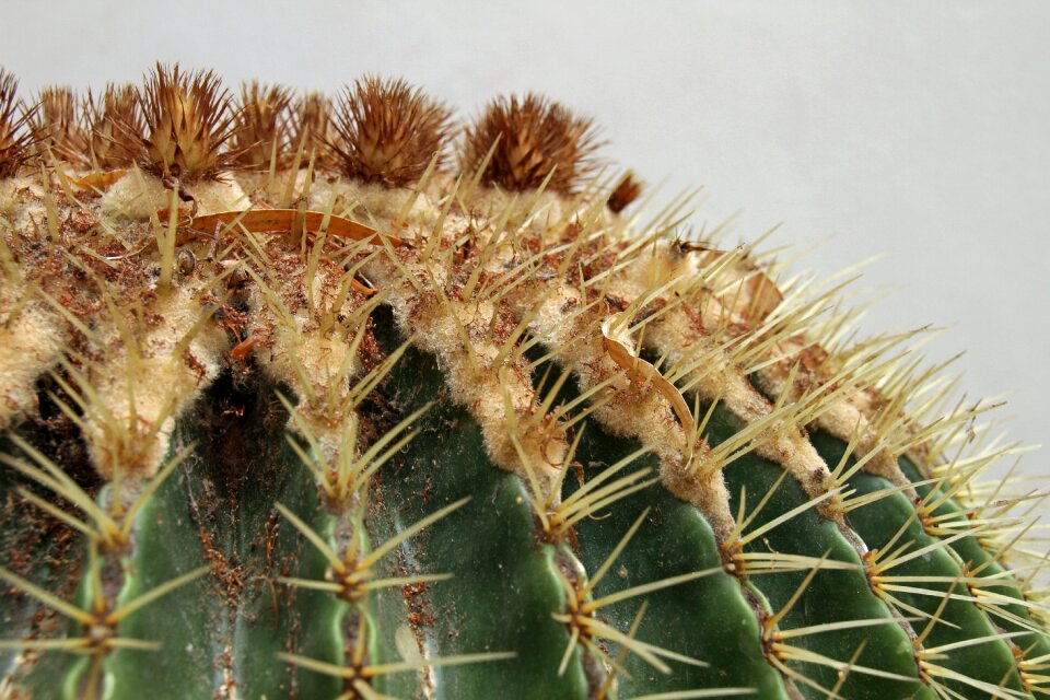 Plant prickly spiky