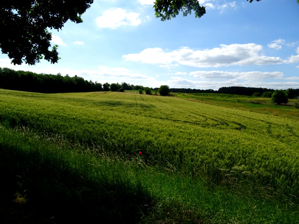 Champ de blé, Donnemarie-Dontilly, Seine-et-Marne 