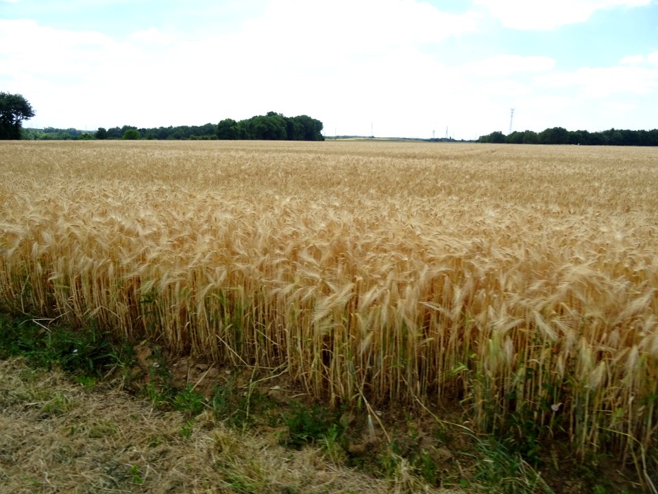 Champ d'orge, Maincy, Seine-et-Marne 