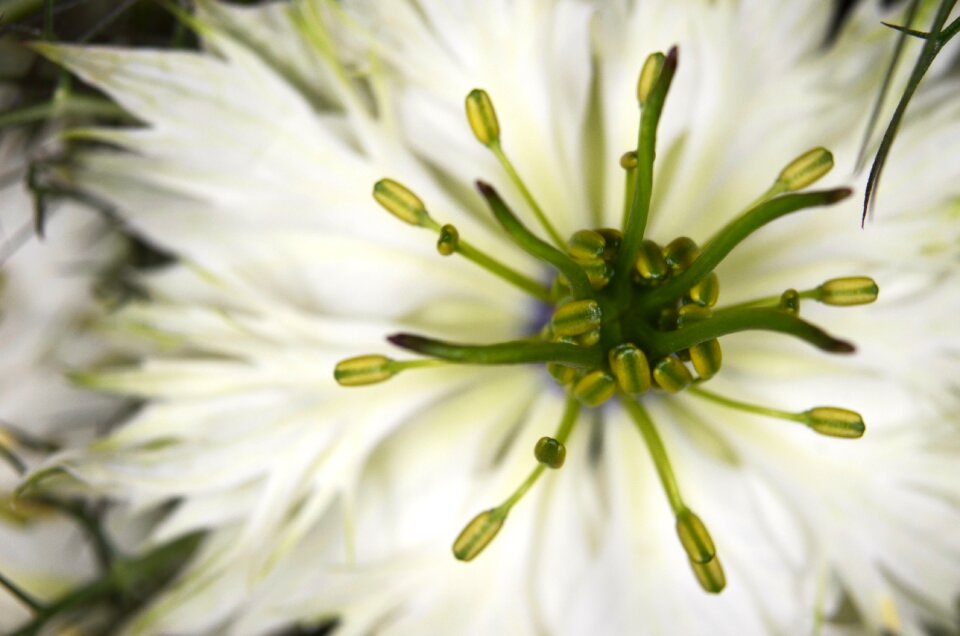 Nigella damascena close up blossom