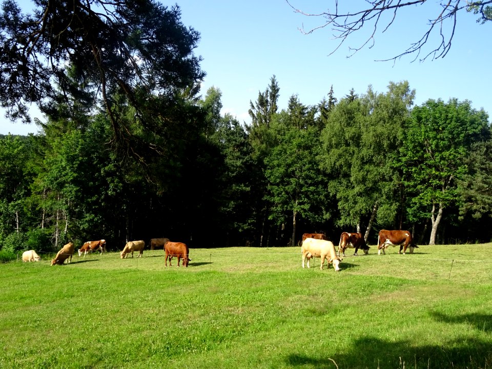Des vaches ... en Haute-Loire 