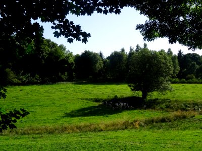Des vaches à l'ombre ... 
