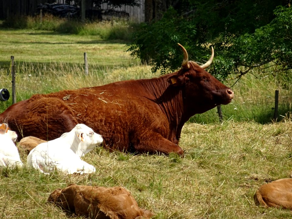 Vache et veaux, de race Aubrac, avant Riotord, Haute-Loire… 