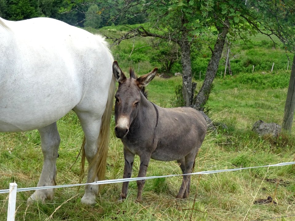 Une jument et un petit âne, avant Riotord, Haute-Loire 
