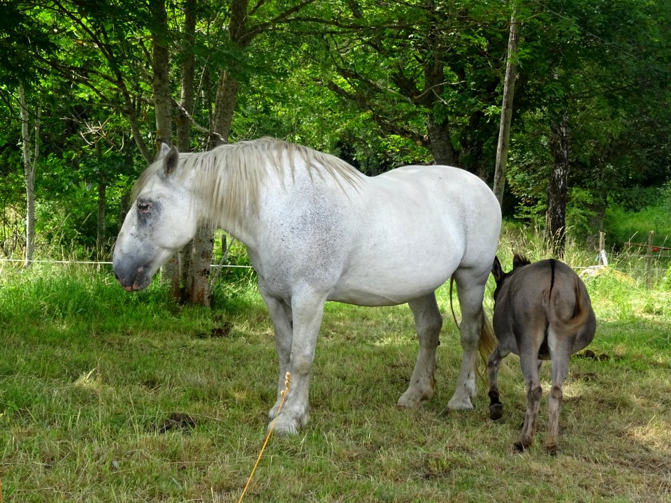 Une jument et un petit âne, avant Riotord, Haute-Loire 