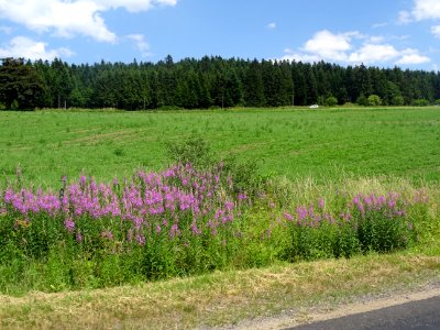 Le bleu du ciel, le vert des sapins et le rose des épilobe… 