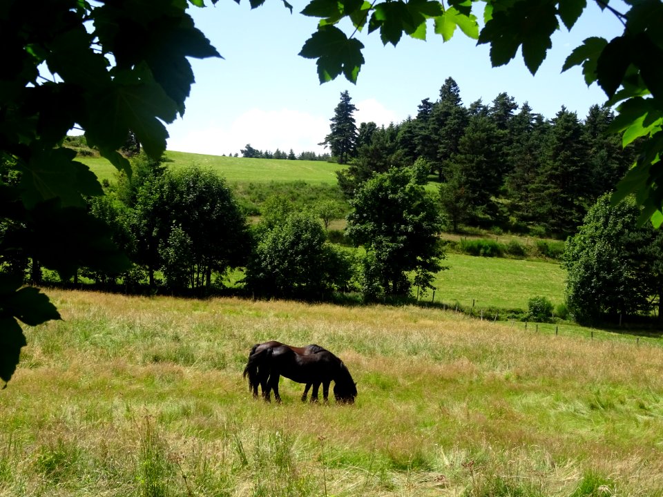 Deux superbes chevaux noirs 