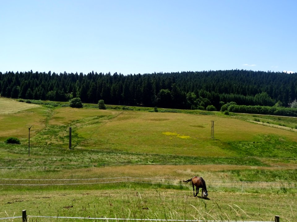 Un cheval au pré, Loire 