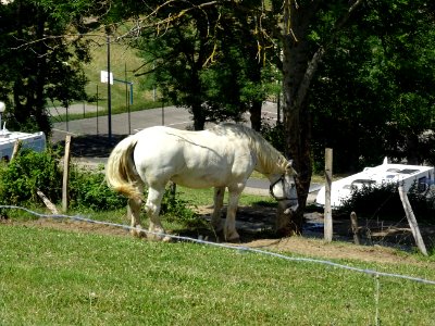 Un beau cheval blanc ... 