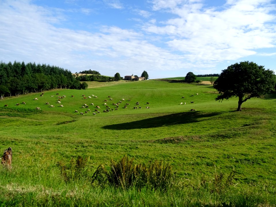 Prairies, bétail et forêts, monts du Lyonnais en allant ve… 