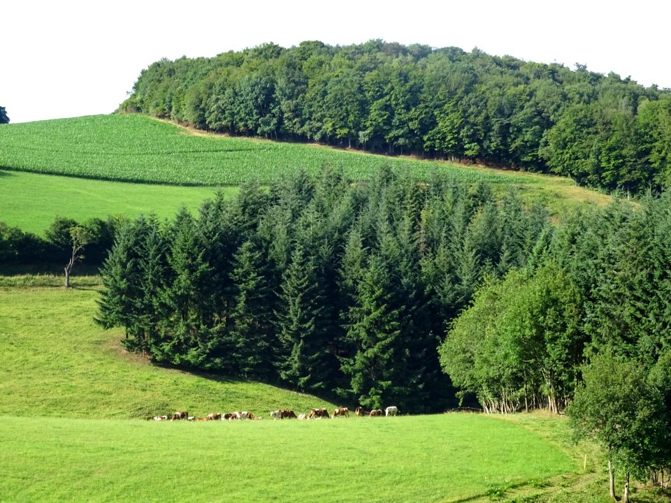 Prairies, bétail, maïs et forêts, monts du Lyonnais entre … 