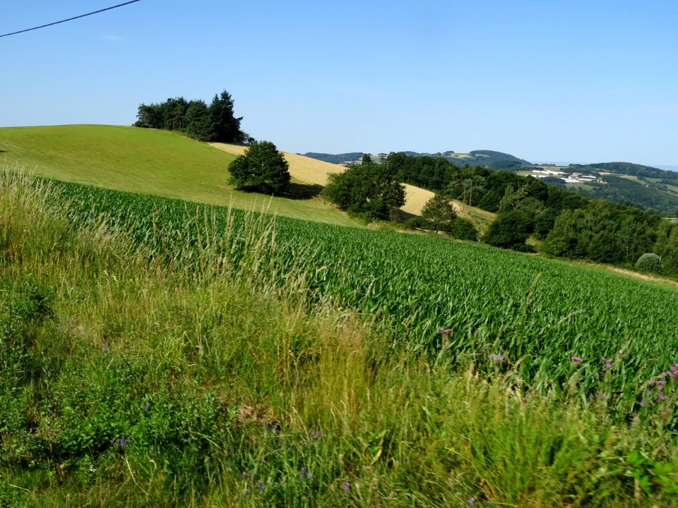Maïs et cultures, monts du Lyonnais entre Yzeron et Duerne… 