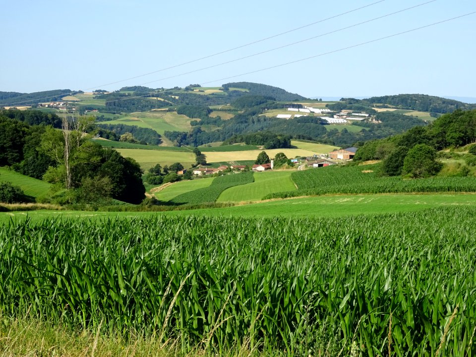 Maïs et cultures, monts du Lyonnais entre Yzeron et Duerne… 