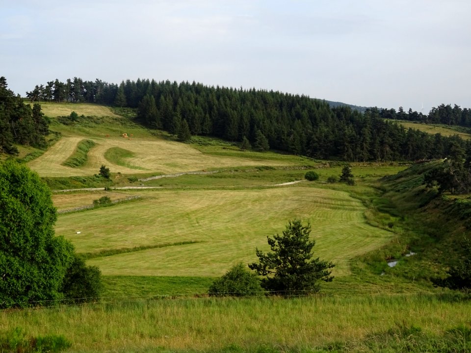 Vaches au pré, hameau de Boissanfeuilles, Lozère 