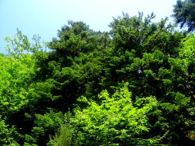 La petite D920 monte à l'ombre des grands arbres entre Ver… 