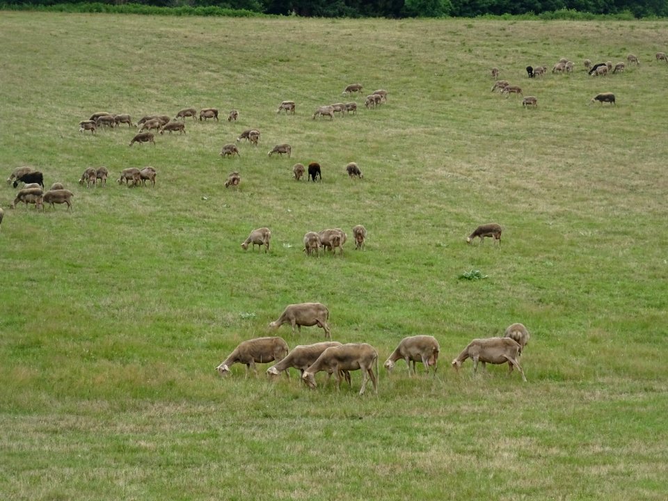Des brebis de la race Lacaune, dans la descente du Col de … 