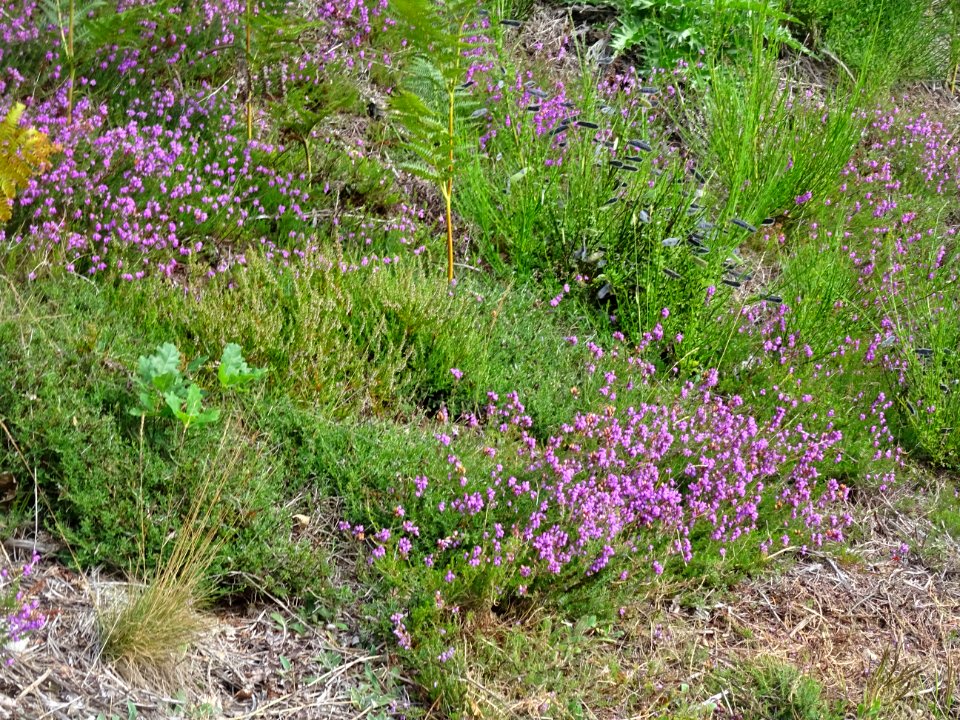 Bruyère cendrée, Erica cinerea, Ericacées. De la bruyère p… 