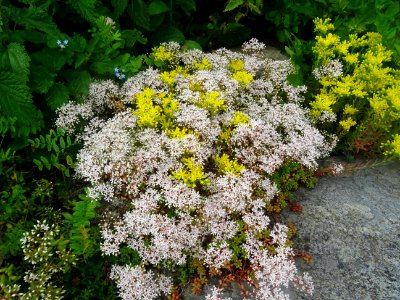 Deux Crassulacées : Orpin blanc, Sedum album et Orpin âcre… 