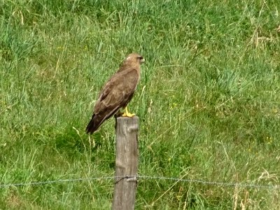 Un rapace sur un poteau 