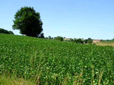 Champ de ... ? ... au lieu-dit Château-Gaillard, Rhône 