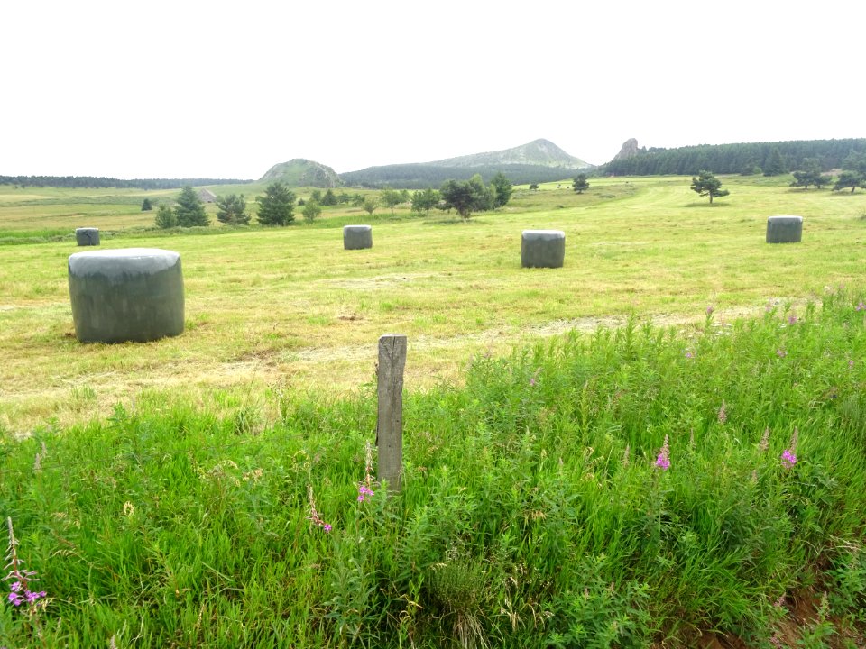 Balles de foin emballées et Mont Mézenc dans le lointain, … 