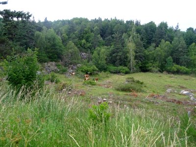 Des vaches dans le maquis, entre Langogne et Chaudeyrac, L… 