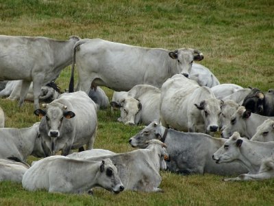 Vaches, de race Gasconne, avant Roquefère, Hérault 