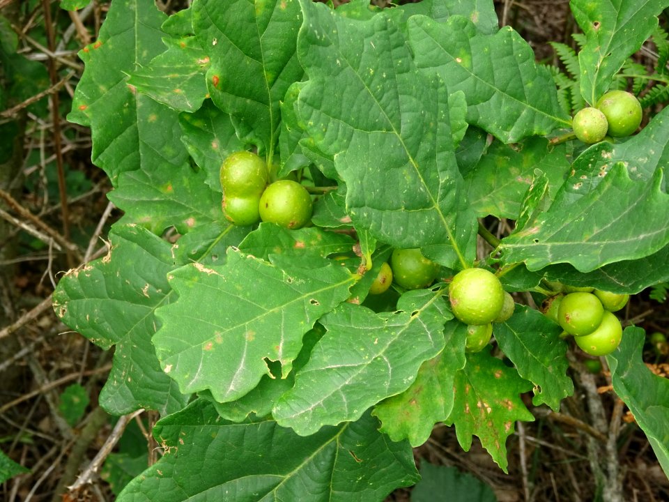 Feuilles de chêne avec des galles 